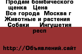 Продам бомбического щенка › Цена ­ 30 000 - Все города, Москва г. Животные и растения » Собаки   . Ингушетия респ.